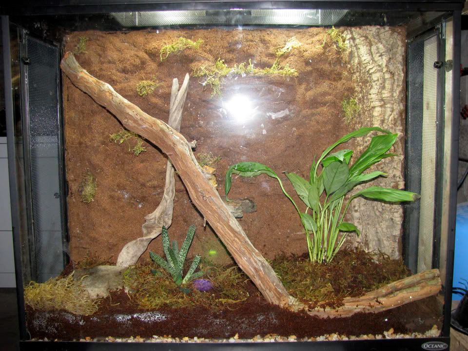 New Crested Gecko Tank Build